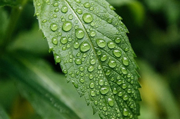 Water Droplets On Leaf [Mobile crop]